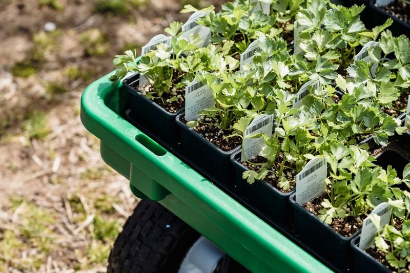 How to Grow Strawberries at Home: In Beds and Containers