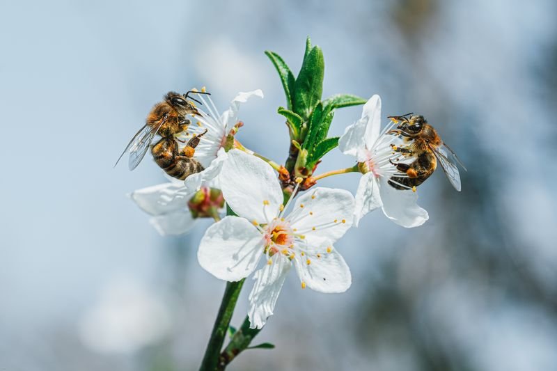 Attract Pollinators to Your Garden