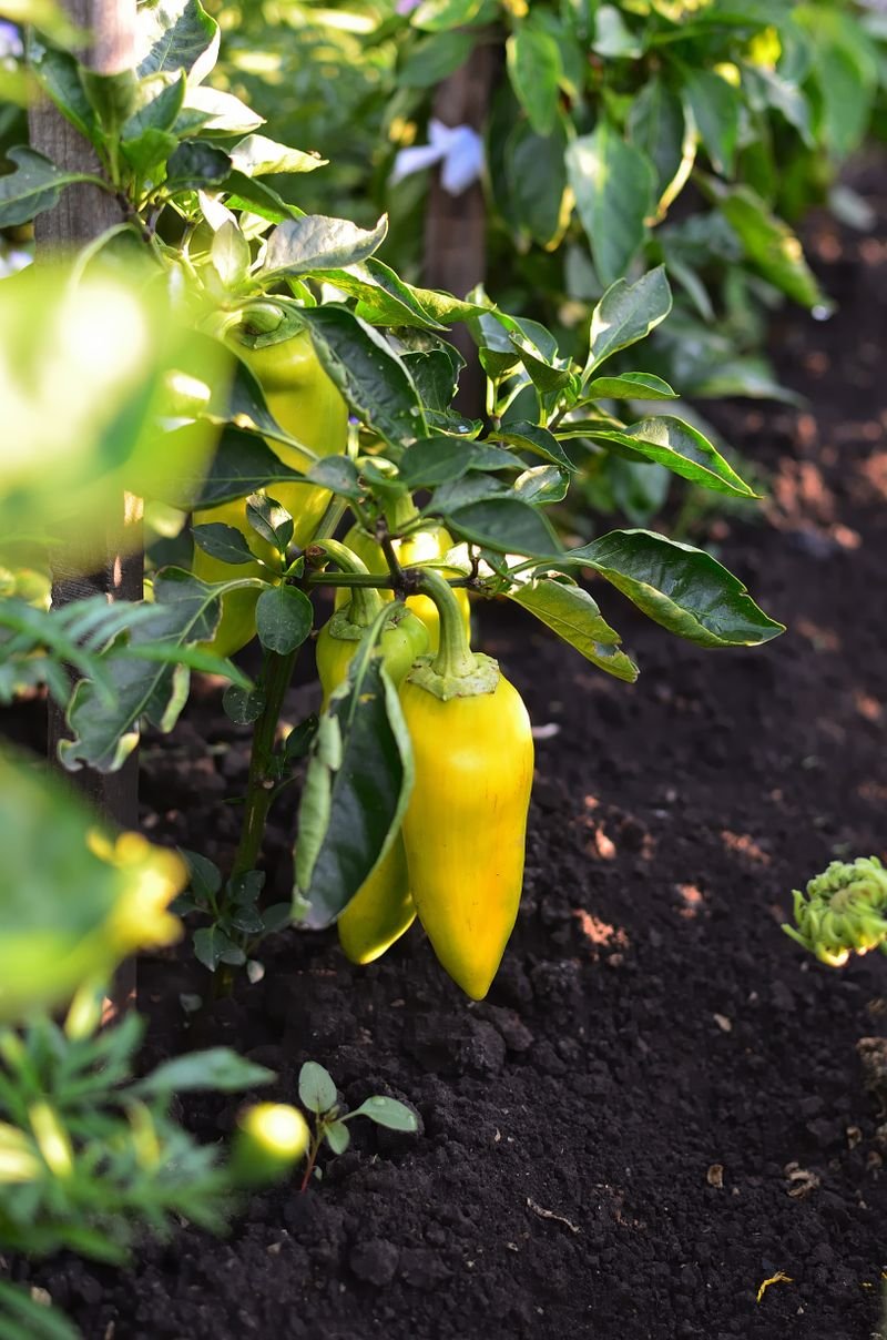 How to Grow Peppers at Home