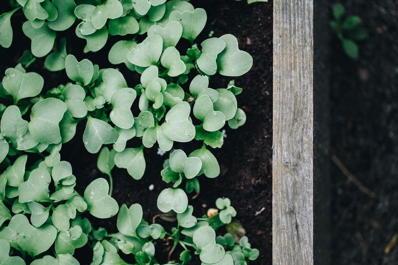 How to Grow Tomatoes: From Transplant to Harvest